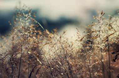 Parlak çiğ damlaları ve soyut doğal arkaplanı olan bir çayırdaki gümüş çimenler.