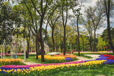 Emirgan Parkı 'nda geleneksel Lale Festivali. İlkbaharda tarihi bir şehir parkı.