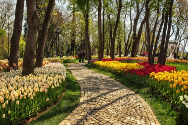 Emirgan Parkı 'nda geleneksel Lale Festivali. İlkbaharda tarihi bir şehir parkı.