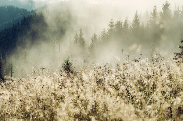 Foggy morning shiny summer landscape with mist, golden meadow and fir trees