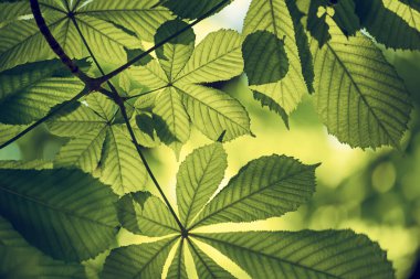 Bahar yeşili yapraklı kestane ağacı, mevsimlik doğal arka plan