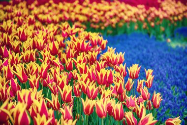 Sarı ve kırmızı laleleri ve mavi çiçekleri olan bahar çayırı, güneşli mevsimlik paskalya arkaplanı