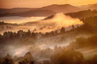 Dağlık arazili sisli sabah manzarası ve sisli orman, şaşırtıcı sonbahar gündoğumu. Karpat Dağları, Ukrayna