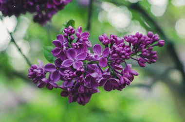 Yeşil yapraklı leylak çiçekleri, çiçekli, klasik hipster arka planı.