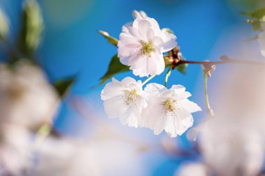 Bahar zamanı kayısı ağacının çiçek açması beyaz güzel çiçeklerle. Kopyalama alanı olan makro resim. Doğal mevsimsel arkaplan.