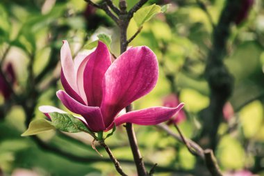 Bahar mevsiminde yaprakları olan manolya pembesi çiçekleri, çiçekli arka plan