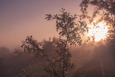 Sonbahar sisli gündoğumunda ağaç dalları ile klasik doğal güneşli arka plan