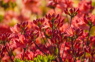 Bahçedeki pembe ve kırmızı rhododendronlar ve açelyalar çiçek açmış.