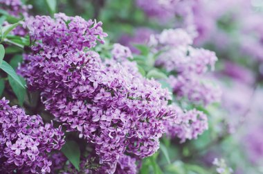 Yeşil yapraklı leylak çiçekleri, çiçekli mevsimlik hipster arka planı.