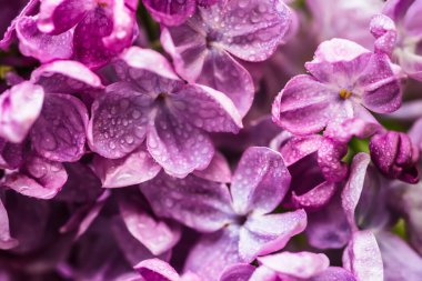 Bahar ayının makro görüntüsü yumuşak mor leylak çiçekleri, doğal mevsimlik çiçek arkaplanı. Kopya alanı olan tatil kartı olarak kullanılabilir.