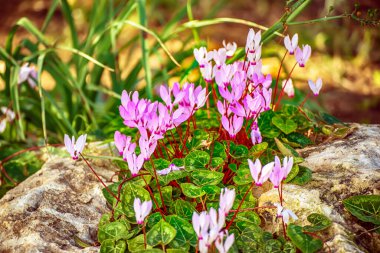 Kıbrıs Rum Kesimi 'nin pembe siklamenleri ilkbaharda vahşi doğada büyüyor