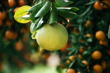 Olgun meyveler narenciye bahçesindeki ağaçlarda asılı. Meyve bahçesinde tropikal pomelo hasat et. Pomelo Çin 'de geleneksel yeni yıl yiyeceğidir, şans getirir. Tarım gıda geçmişi