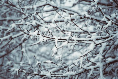 Karların altında ağaç dalları, doğal mahsul kış arka planı, mevsimsel hava konsepti