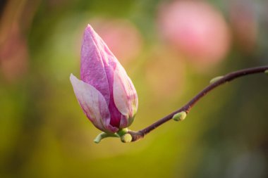 Bahar zamanı manolya pembe çiçeği tomurcuğu, doğal mevsimlik konsept