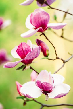 Bahar mevsiminde yeşil yapraklı pembe manolya çiçekleri çiçek açmış.