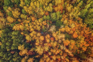 Yukarıdaki renkli sonbahar ormanı bir dronla ele geçirilmiş. Doğal mevsimsel manzara arka planı.