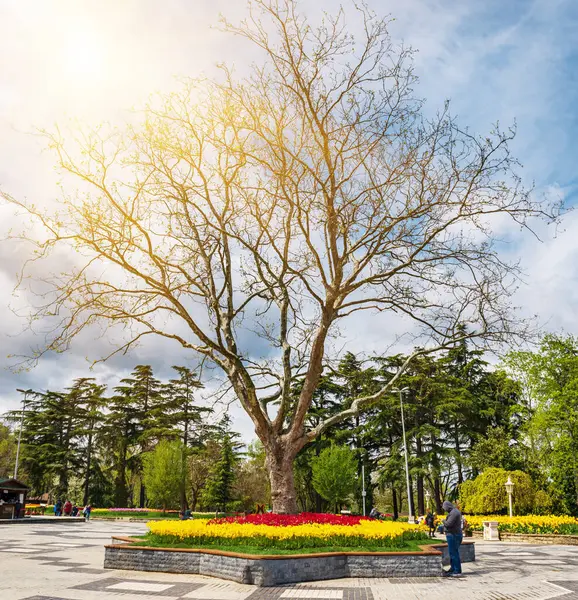 İlkbaharda tarihi bir şehir parkı olan Emirgan Parkı 'nda geleneksel Lale Festivali