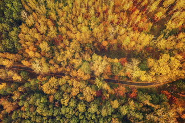 Colourful autumn forest form above with an empty road, captured with a drone. Natural seasonal landscape background.