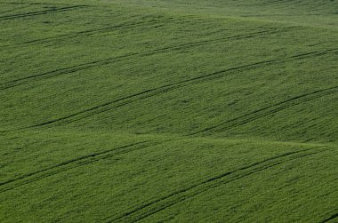 Arkaplan ya da duvar kağıtları için uygun tarlaları olan yuvarlanan tepeler, doğal mevsimlik manzaralar. Güney Moravya, Çek Cumhuriyeti
