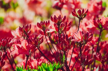 Bahçedeki pembe ve kırmızı rhododendronlar ve açelyalar çiçek açmış.