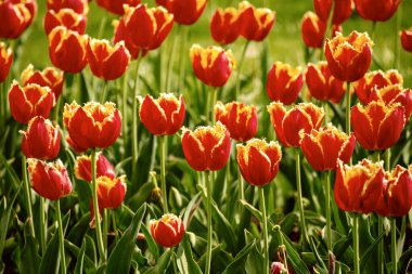 Bahar güneşli çayır, turuncu kırmızı lale çiçekleri, çiçekli doğal paskalya arkaplanı, fotokopi alanı olan.