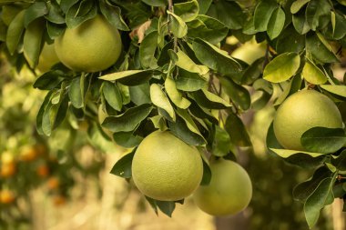 Olgun meyveler narenciye bahçesindeki ağaçlarda asılı. Meyve bahçesinde tropikal pomelo hasat et. Pomelo Çin 'de geleneksel yeni yıl yiyeceğidir, şans getirir. Tarım gıda geçmişi