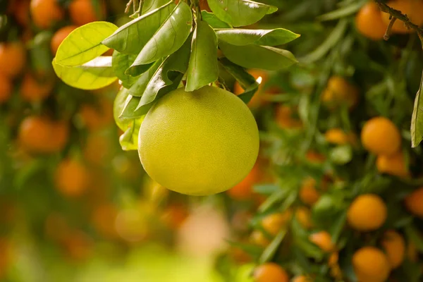 Olgun meyveler narenciye bahçesindeki ağaçlarda asılı. Meyve bahçesinde tropikal pomelo hasat et. Pomelo Çin 'de geleneksel yeni yıl yiyeceğidir, şans getirir. Tarım gıda geçmişi