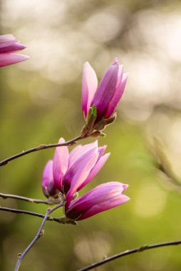 Bahar mevsiminde çiçek açan pembe manolya çiçekleri.