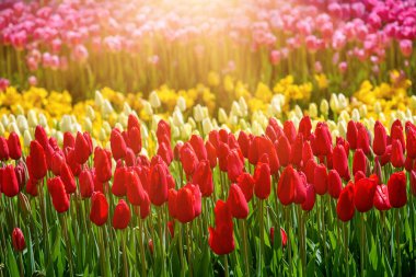 Emirgan Park, İstanbul 'da Colofur laleleri çiçek açtı. Lale çiçekleri festivali.