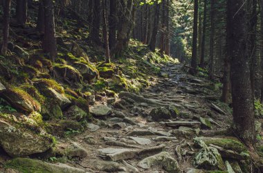 Kuzey İskandinav çam ormanları yol ve taşlarla İsveç doğal seyahat arka planı