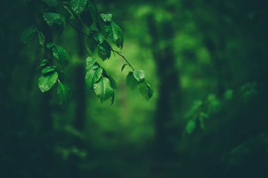 İlkbahar yeşil ormanı, ağaç dalları odaklı, doğal açık hava mevsimsel arka plan.