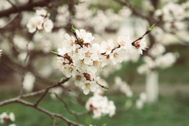 Bahar zamanı kayısı ağacının çiçek açması beyaz güzel çiçeklerle. Kopyalama alanı olan makro resim. Doğal mevsimsel arkaplan.