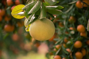 Olgun meyveler narenciye bahçesindeki ağaçlarda asılı. Meyve bahçesinde tropikal pomelo hasat et. Pomelo Çin 'de geleneksel yeni yıl yiyeceğidir, şans getirir. Tarım gıda geçmişi