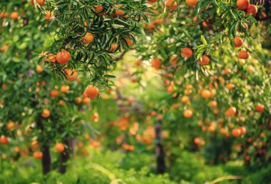 Yeşil yapraklı ve olgun meyveli mandalina güneşli bahçe. Olgunlaşan narenciye meyveleriyle Mandarin Bahçesi. Doğal açık hava gıda geçmişi.