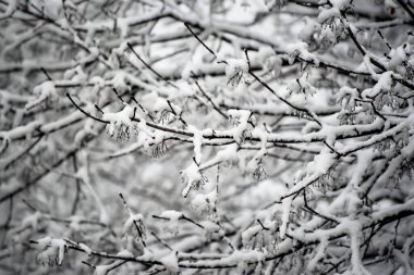 Karların altında ağaç dalları, doğal mahsul kış arka planı, mevsimsel hava konsepti