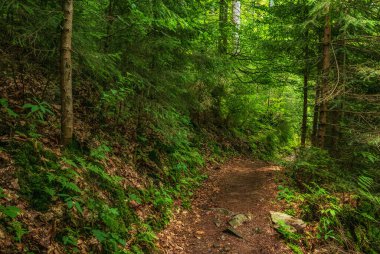Karanlık, kasvetli bir orman, yeşil ağaçlar, doğal, klasik bir arka plan.