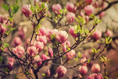 Bahar mevsiminde çiçek açan pembe manolya çiçekleri.