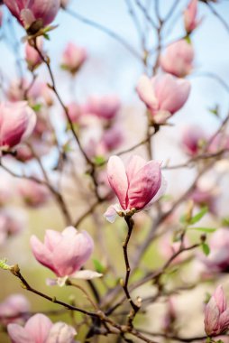 Bahar mevsiminde çiçek açan pembe manolya çiçekleri.