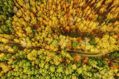 Yukarıda renkli bir sonbahar ormanı var. Bomboş bir yol ve insansız hava aracıyla ele geçirilmiş. Doğal mevsimsel manzara arka planı.