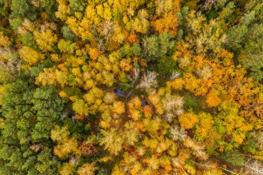 Yukarıdaki renkli sonbahar ormanı bir dronla ele geçirilmiş. Doğal mevsimsel manzara arka planı.