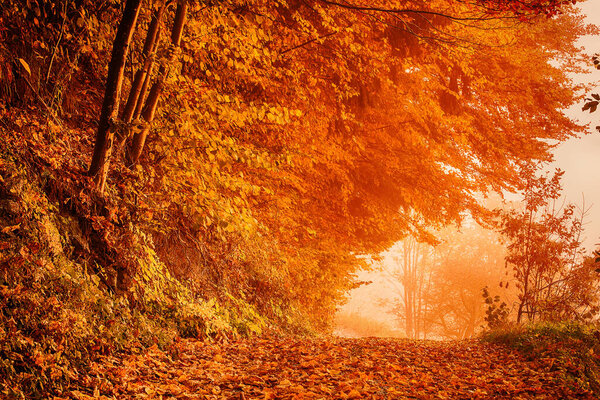 Beautiful sunny autumn landscape with fallen dry red leaves, road through the forest, trees and morning mist