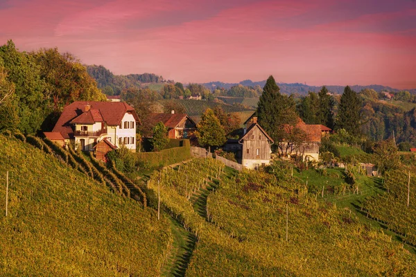 Beautiful vineyards at sunset of Stajerska Slovenia, wine producing area. View of green vineyards, rolling hills, houses, cellars. Steyer wine area. Natural agricultural landscape.
