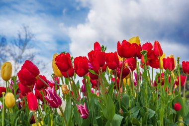 Spring meadow with red tulip flowers over the blue sky, floral natural seasonal easter background with copy space