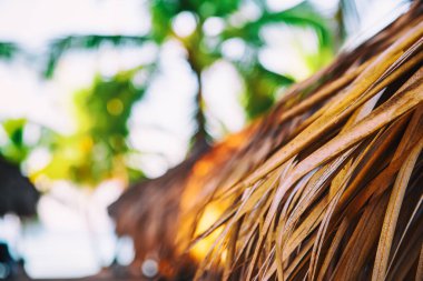 Dominik Cumhuriyeti 'ndeki güzel Karayip plajı. Tropik cennet gibi, palmiye ağaçları ve saman kulübesi olan bir yaz manzarası. Kopyalama uzayı ile seyahat et. Tatil gevşeme kavramı