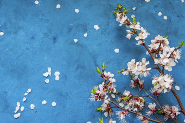 Kayısı bahar çiçekleri boşaltmak grunge koyu mavi zemin üzerine beyaz. Mevsimsel ve tebrik kavramı.