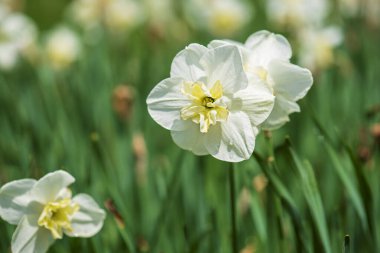 Yeşil çimlerde güzel beyaz nergis, bahar çiçekleri