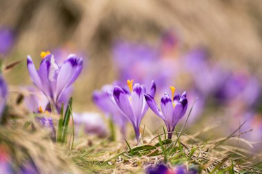 Kuru sarı çimlerde yetişen güzel mor timsah çiçekleri, ilkbaharın ilk işareti. Mevsimlik paskalya doğal arka planı.