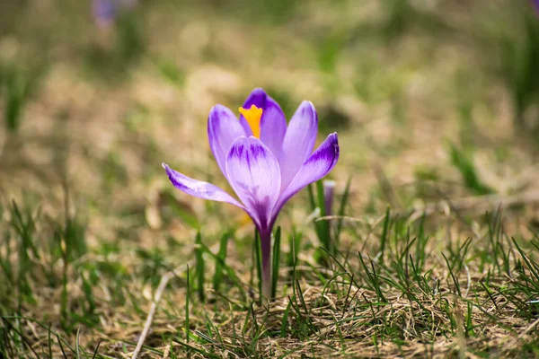 Kuru çimlerin üzerinde büyüyen tek güzel, menekşe çiçeği, ilkbaharın ilk işareti. Mevsimlik Paskalya arkaplanı.