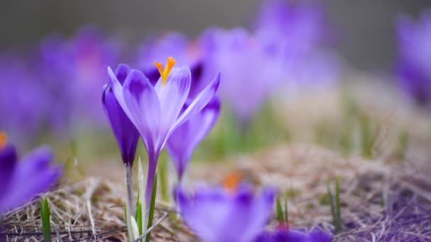 Beautiful Violet Single Crocus Flower Growing Dry Grass First Sign — Stock Video