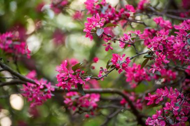 Süslü kırmızı elma ağacı çiçekleri bahar zamanı çiçek açar, doğal Paskalya arkaplanı çiçek açar.